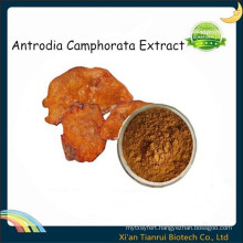 Fungi Antrodia Camphorata Extract